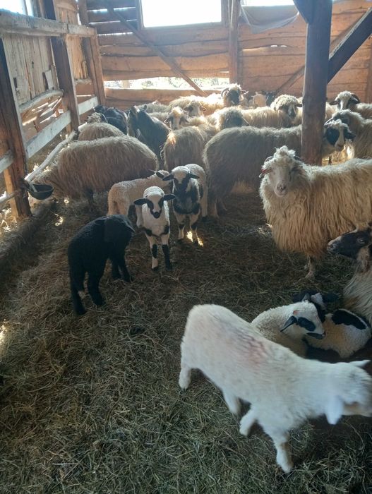 Vând 40 de oi cu miei