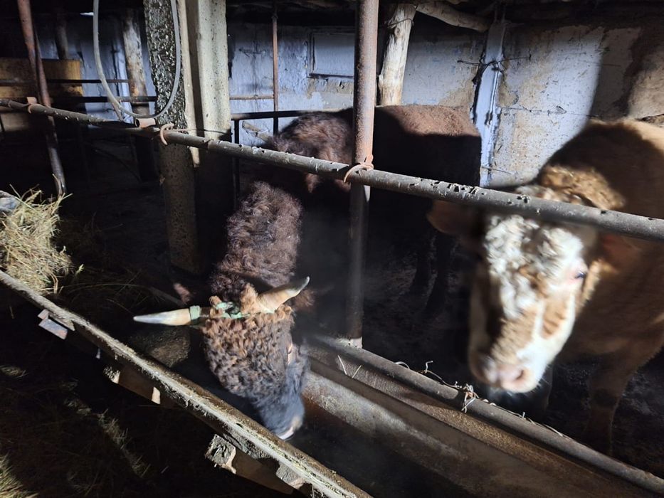 Бұқалар сатылады