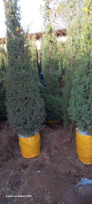 Можжевельник ва ясин кучатлар сотилади