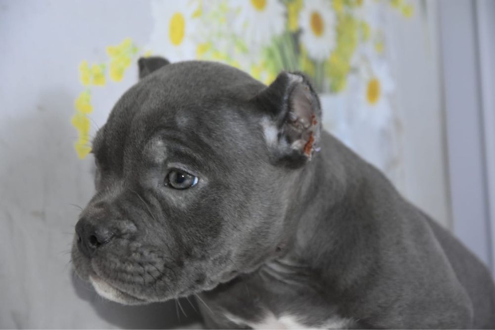 Американская булли