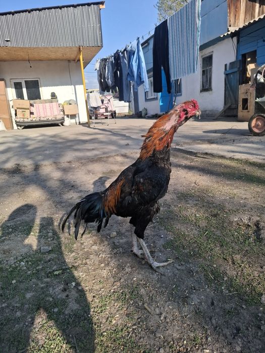 Дакан бородач август