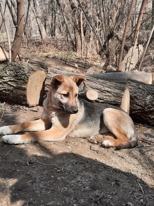 Отдаём в добрые руки