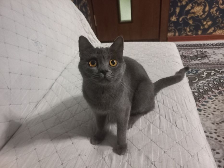 Продаётся британская кошка