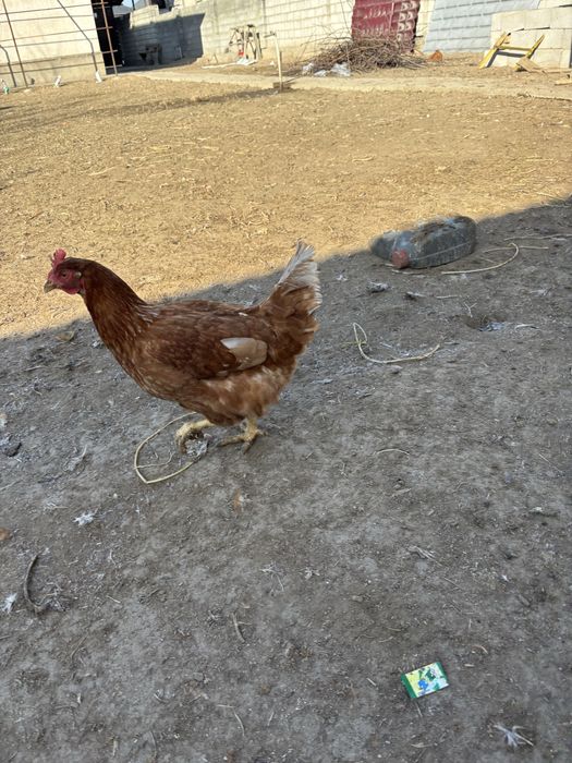 Куры несушка тауык