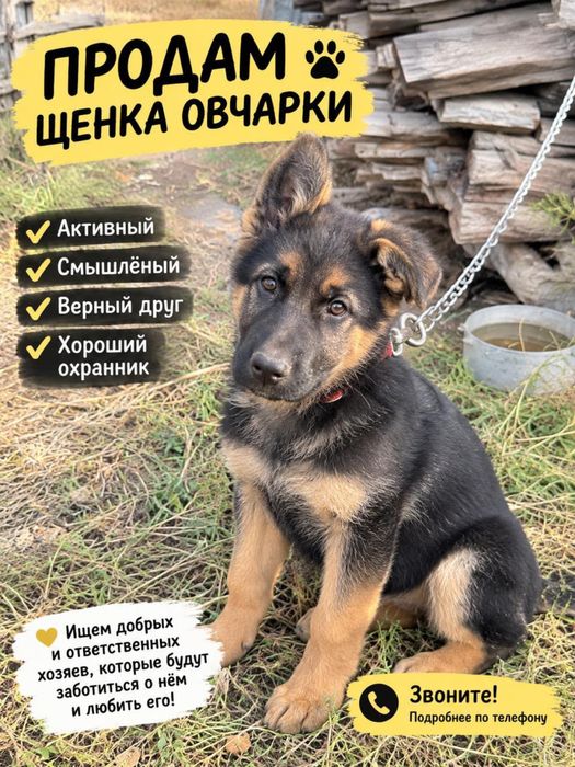 Авчарка 4,5месяц
