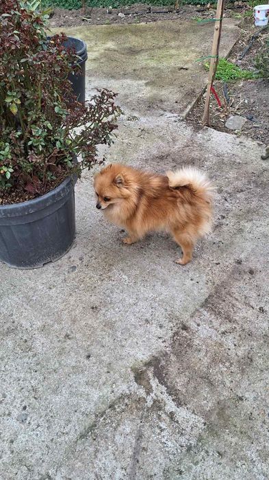 Померан  на 2 години