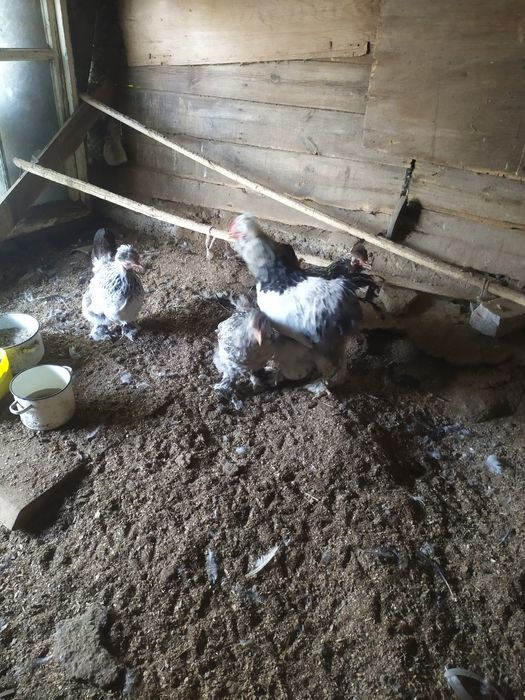 В продаже куры брама питухи