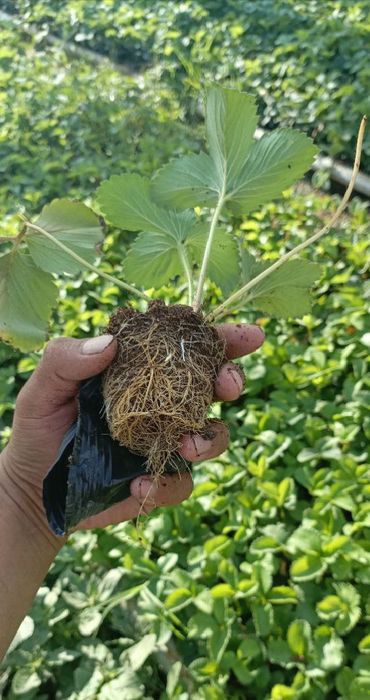 Garantiyalik kareski solhyang sortli qulupnay ko'chatlari