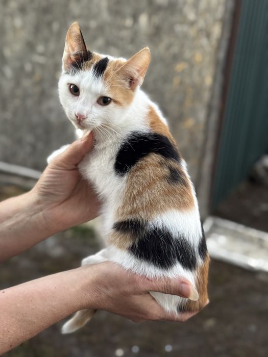Отдам котят, в хорошие руки