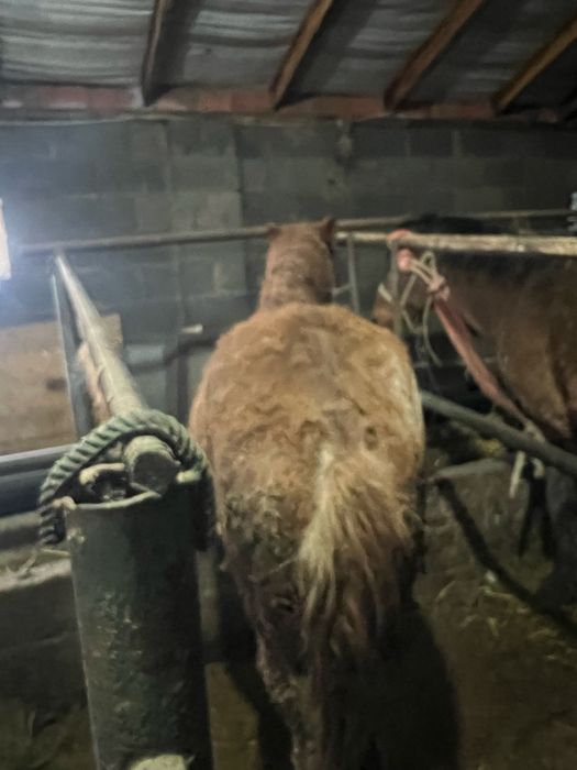 Продам жирных лошадей -жылқы семіз сатамын