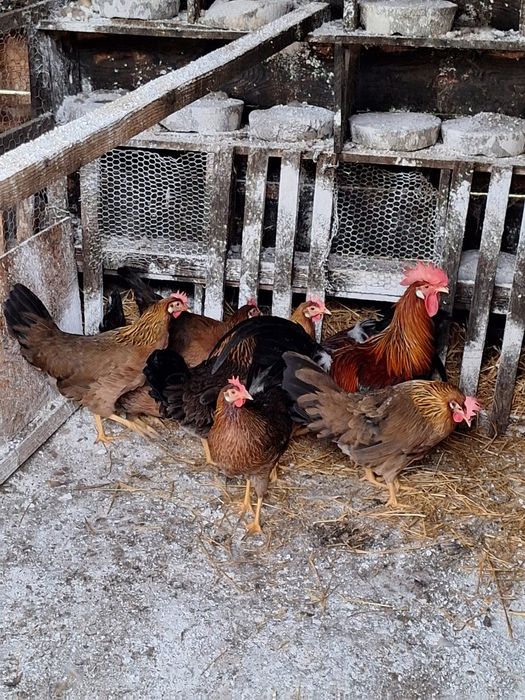 Fazani,pauni,rate salbatice,gaste lesesti,italiana potarnichie,etc