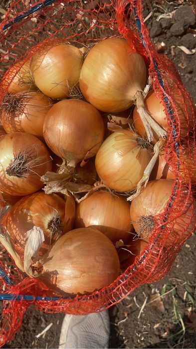 Ceapa de toamna Legend F1