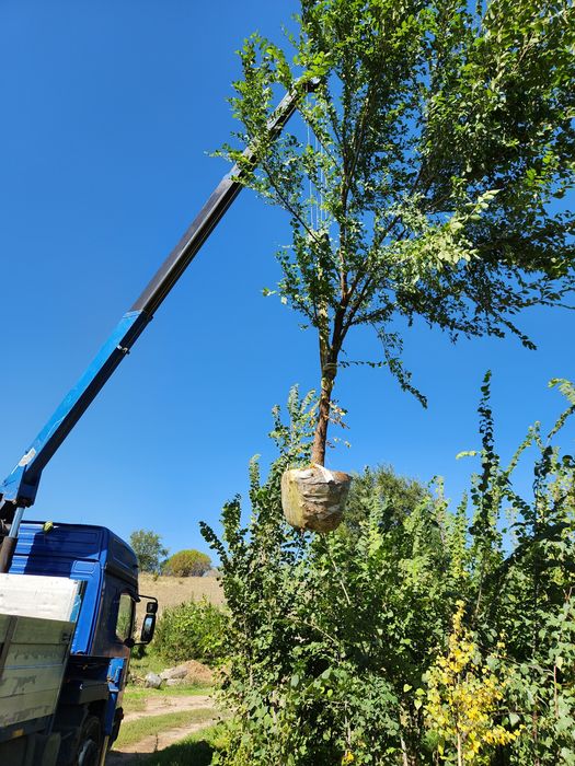 Ландшафтное озеленение объектов - Cтроительные услуги Алматы на Olx