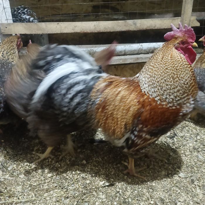 Продам куреи по 7000тысч