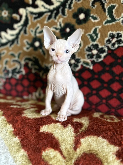 Продаются котята сфинксы