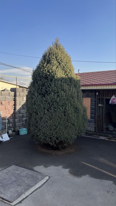 Продам Зеленый Ель Высота больше 4 метра