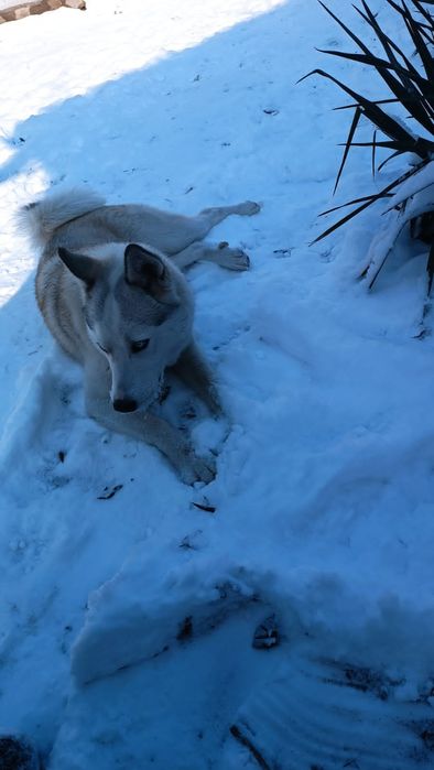 Вязка,хаски королевский
