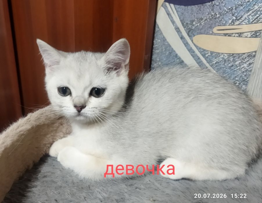 Котята серебряная шиншилла