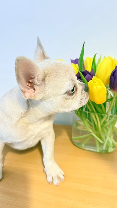 Френски булдог уникален