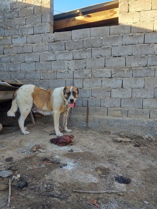 Алабай (каншык).