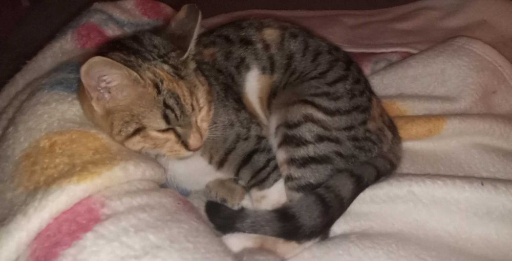 Търсим дом за Шери и Роши