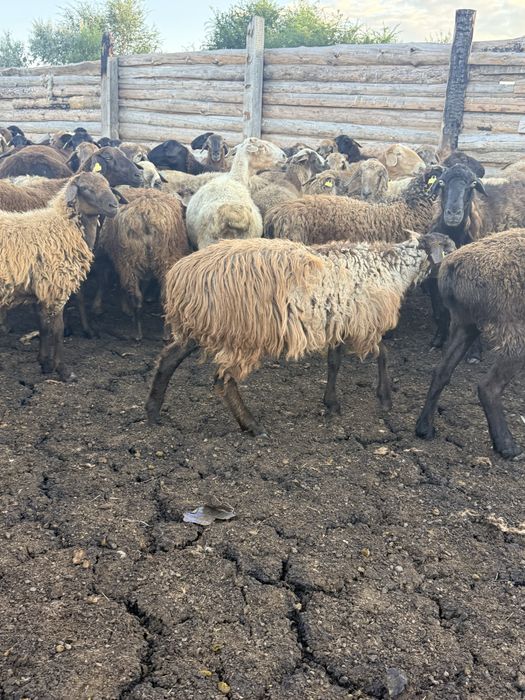 Продам баранов.       .