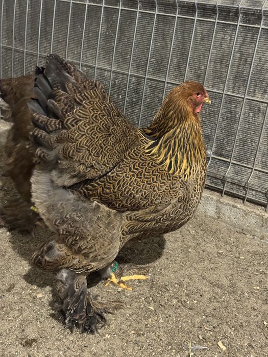 Oua pentru incubat Rasa Brahma Varietatea Potarnichiu