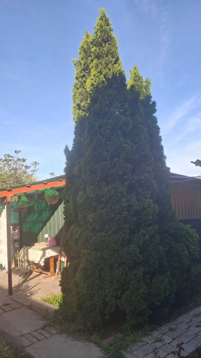 Продаю шикарную тую смарагд 2 шт пирамидальная, высота 5м и 5,5 м