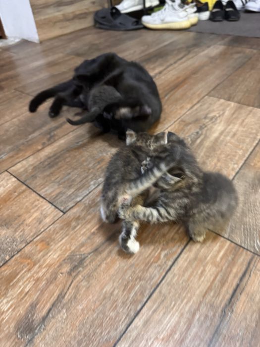 Отдам в добрые руки котят