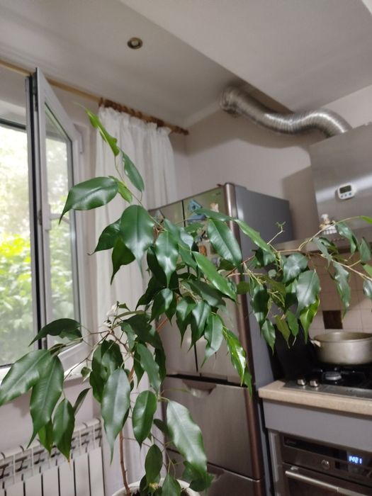 Фикус бенджамина