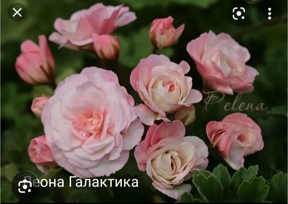 Пеларгонии сортовые