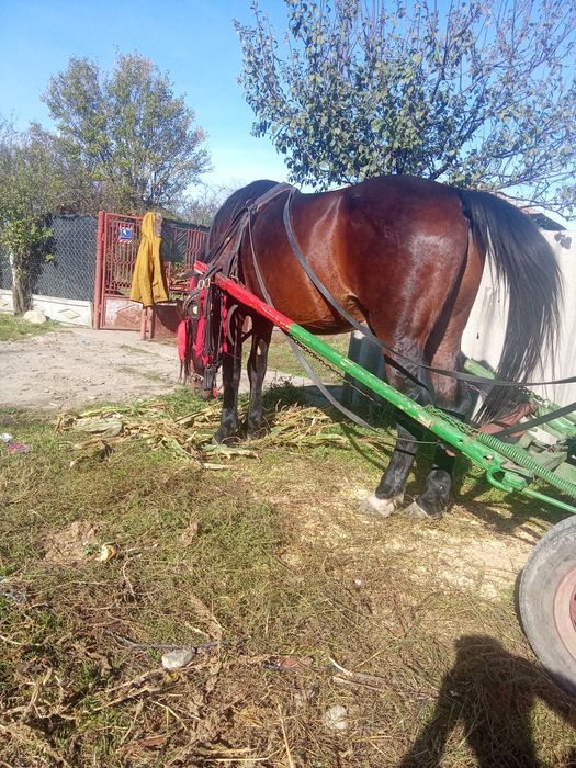 Cal castrat de vânzare