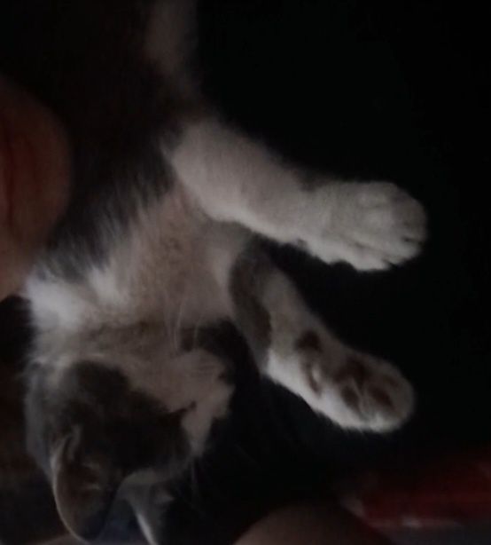 Отдам двух котят в добрые руки
