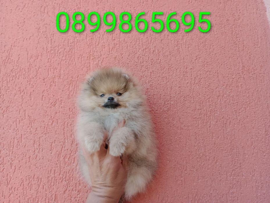 Померани на 3 месеца!
