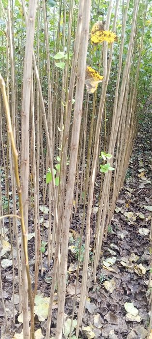 Terak kochatlar sotuvga tayyor