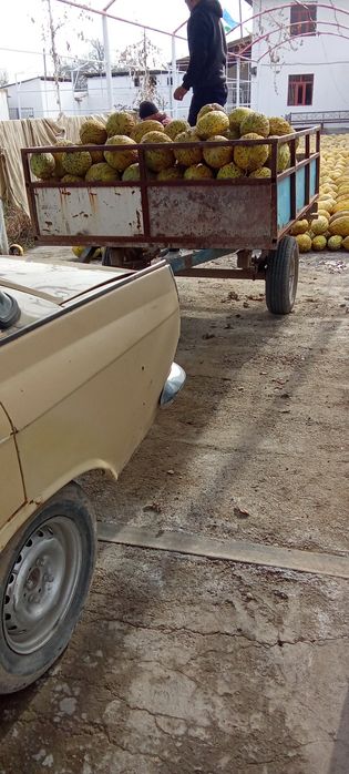 Maskvich prsepli sotiladi