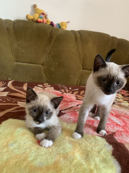 Сиамские котята в добрые руки
