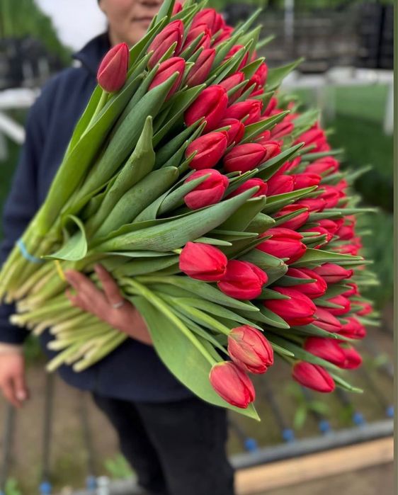 Свежие тюльпаны