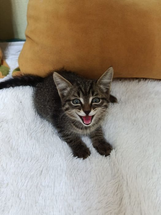 Котёнок в добрые ручки