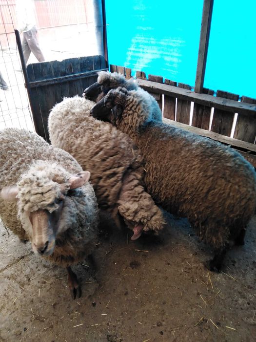 De vanzare 4 oi pentru sacrificat