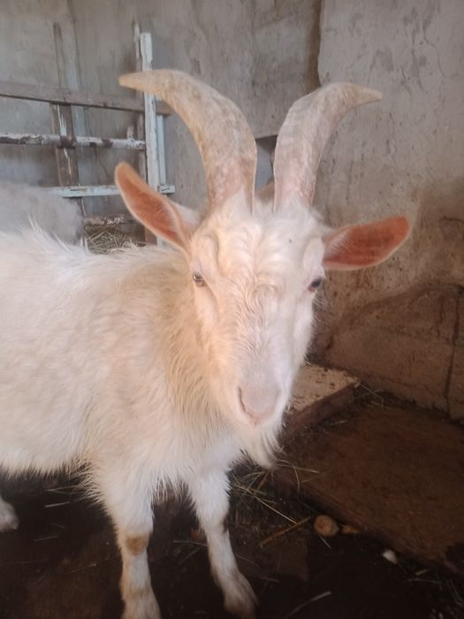 Казел заненски чиста кровный ,