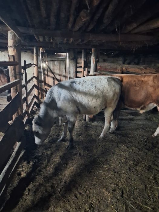 Бұқа сатылады 3 бас