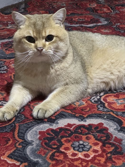 Британская золотая Шиншилла. Вязка, Жуфтлашиш