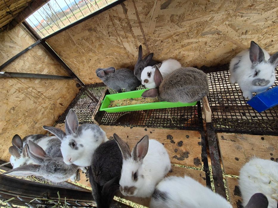 Iepuri de 11 săptămâni