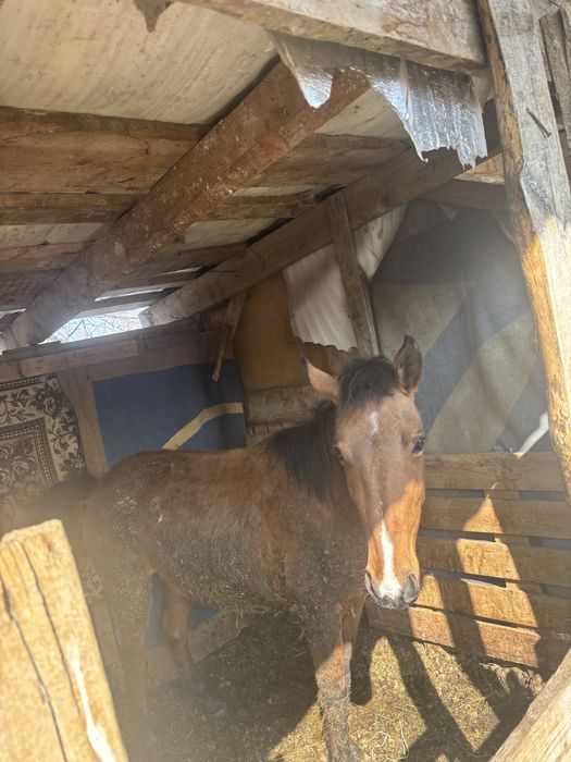 Байтал сатылады хороший жирный