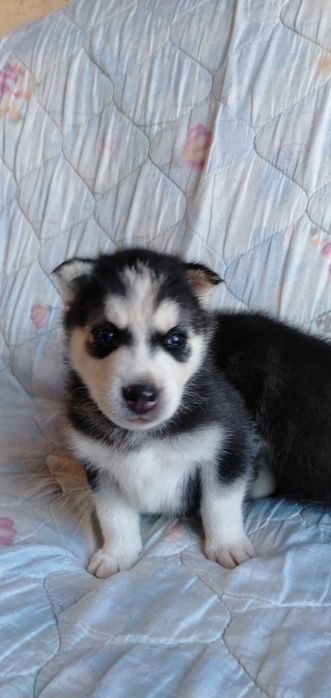 Продам щенков сибирский хаски