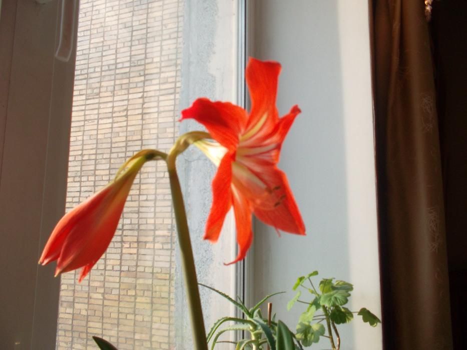 Цветок гипераструм