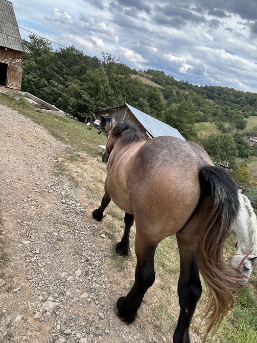 Mânz de un an jumate