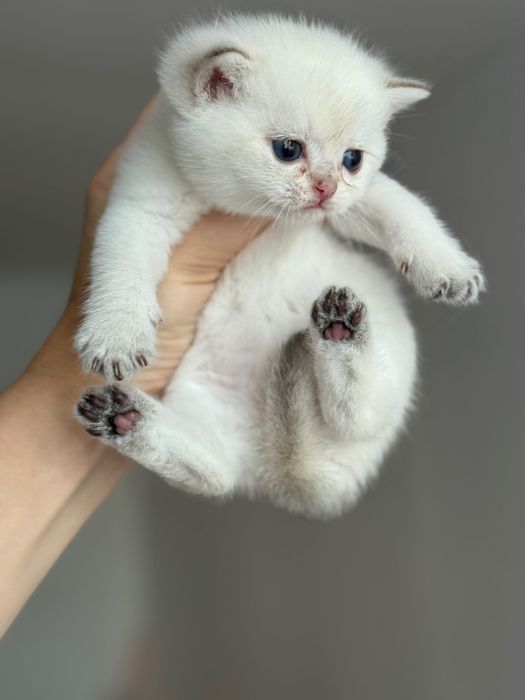 Малки британски котета