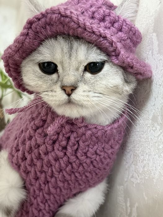 Продаётся красивый котёнок